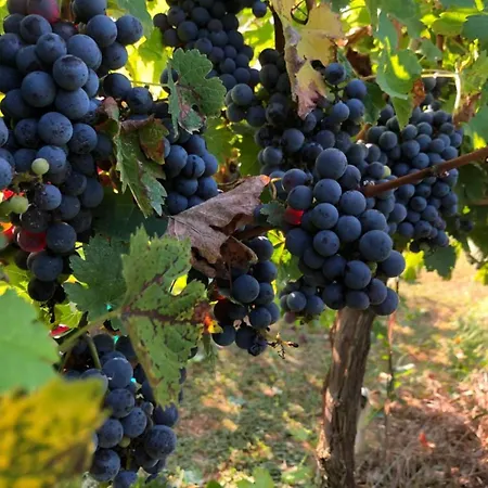 Borgo Syrah 펜션